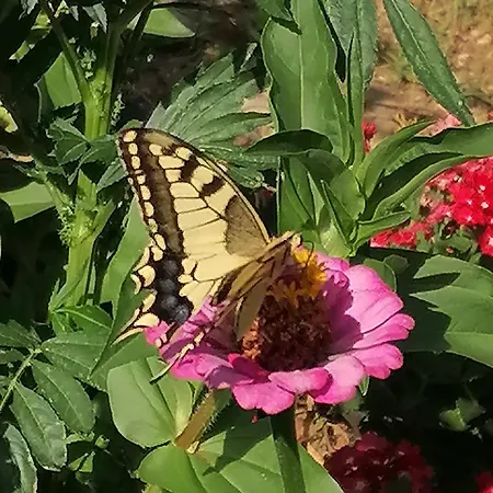 Thanos House - Σπίτι στην εξοχή Appartamento