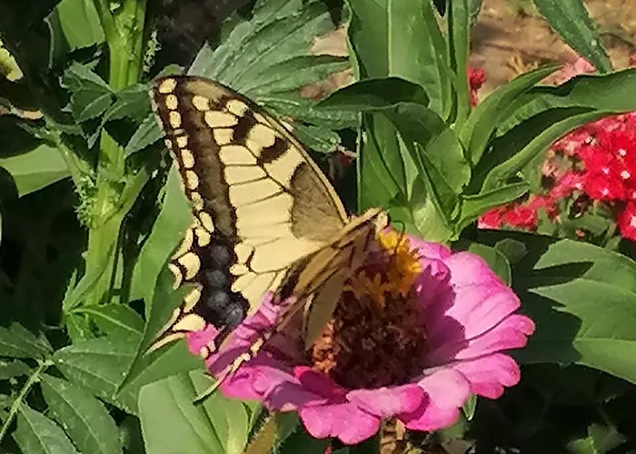 Thanos House - Σπίτι Στην Εξοχή Appartement